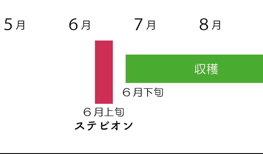 コーンコブミラクル、ステビオン活用時期