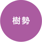 樹勢
